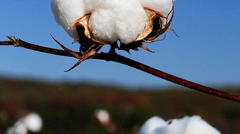 Summer Solstice Style - Ciceroni