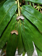 MUSKAAN Gold Dangle - CiceroniBaka