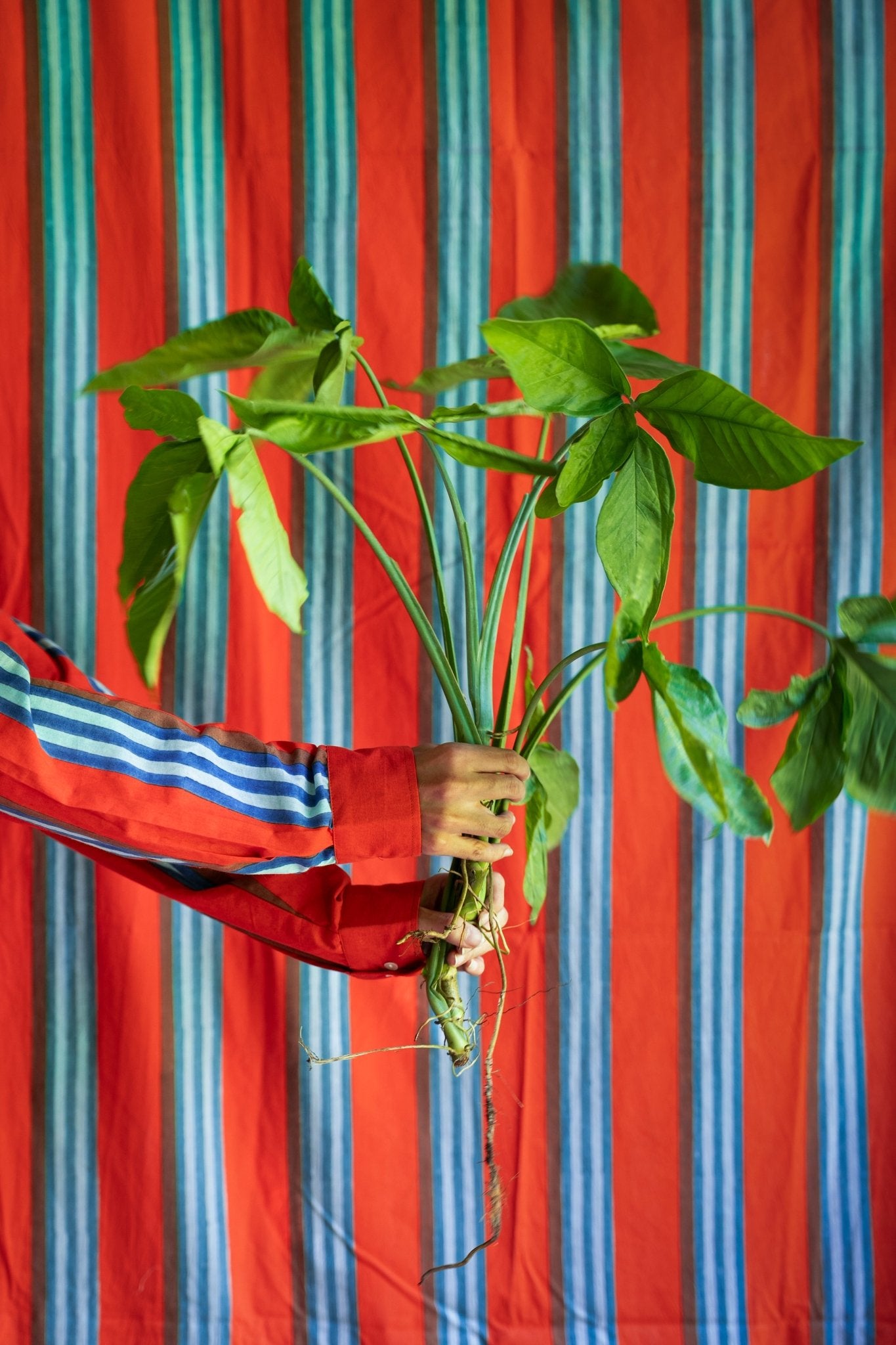 Eskay Shirt - Narangi - CiceroniWomen ShirtsShaivyaa