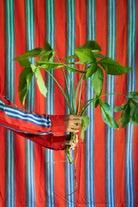 Eskay Shirt - Narangi - CiceroniWomen ShirtsShaivyaa